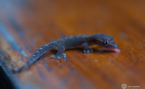 #Arne,#Stephanie,Gecko,Makro,Natur,Urlaub